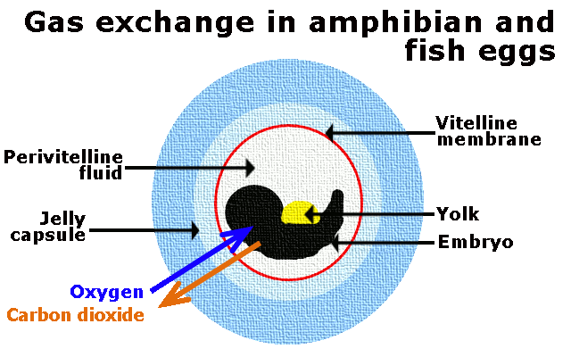 Gas exchange in amphibian and fish eggs