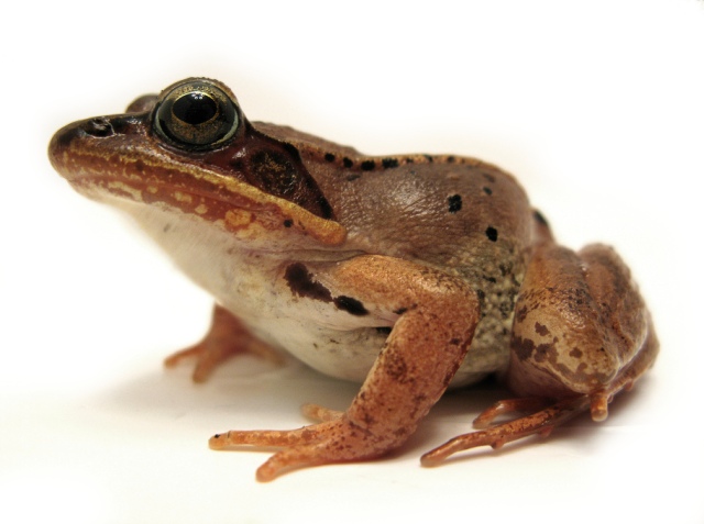 Picture of a wood frog