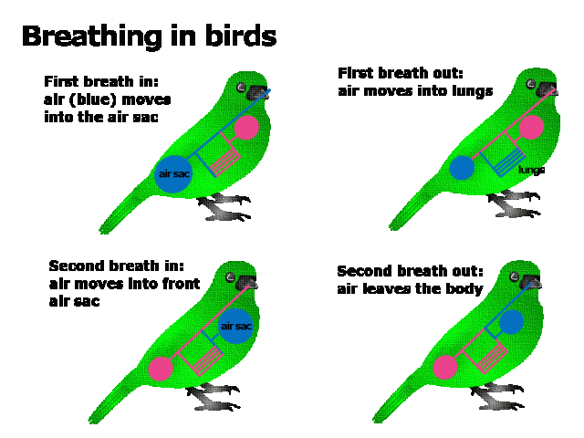 Diagram of breathing in birds
