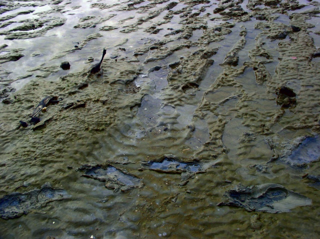 Photo of toxic sludge on beach